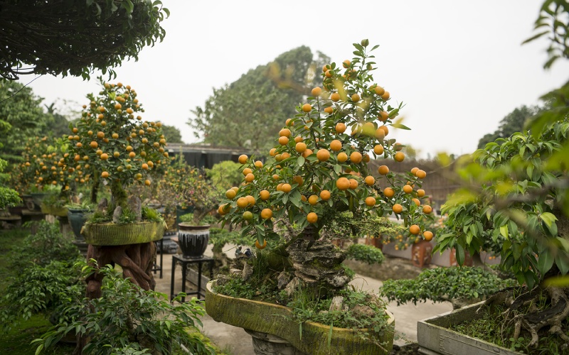 quat-sau-tet-co-an-duoc-khong